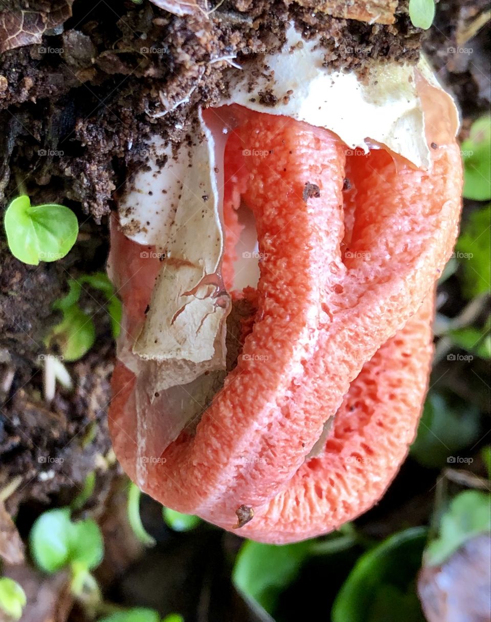 A young brightly flowering fungus begins to break free of its’ thin surrounding  membrane.