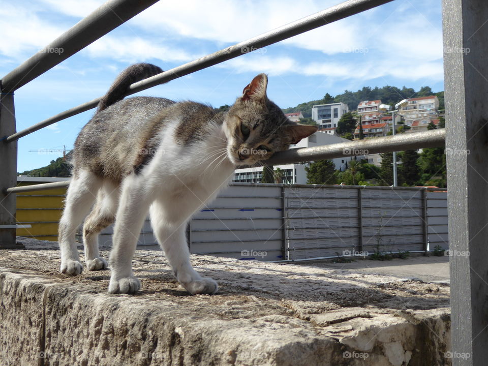 cat in Dubrovnik