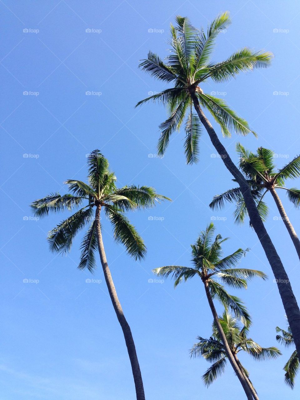 Low angle view of coconut trees