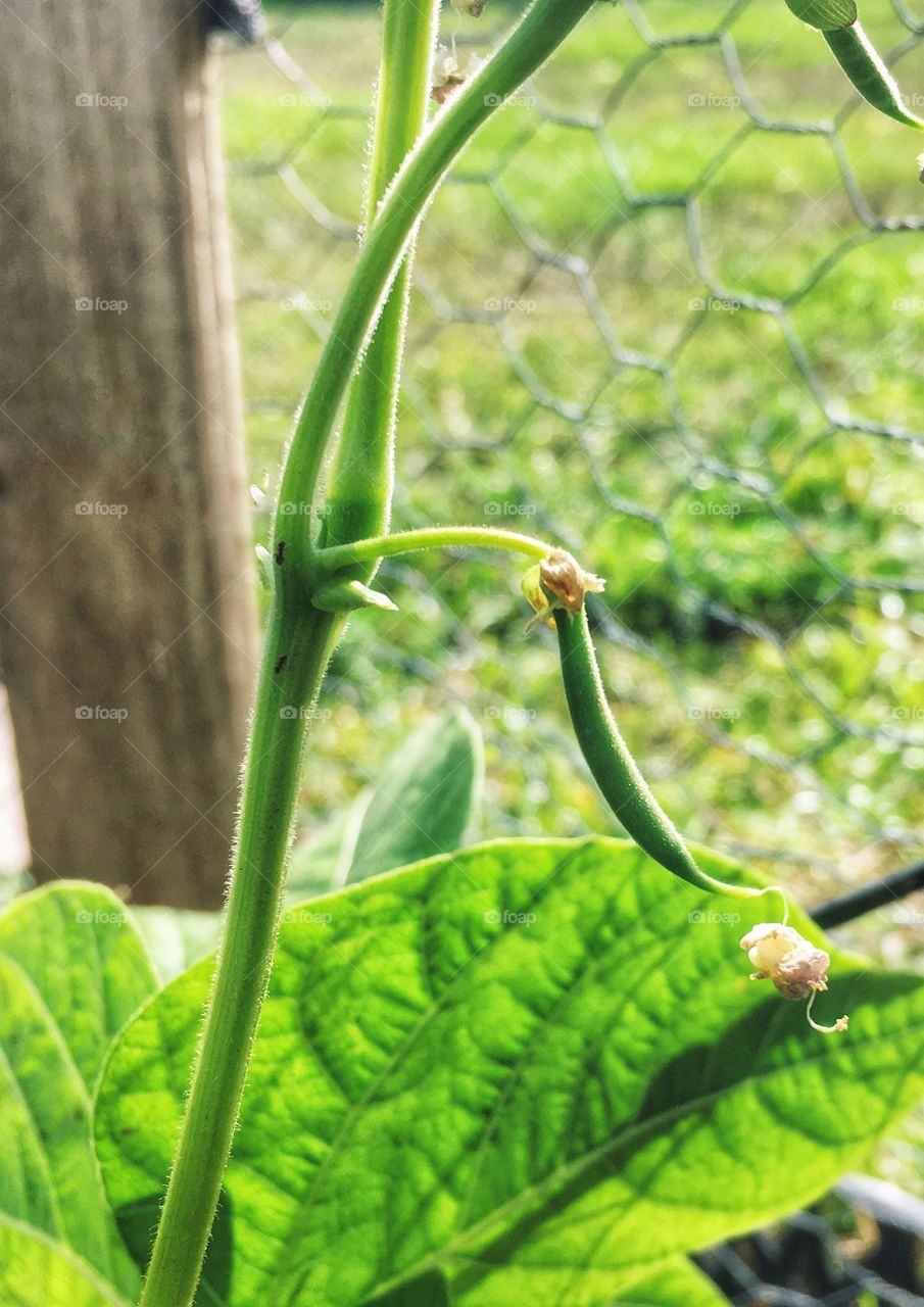 Green beans are peeking through