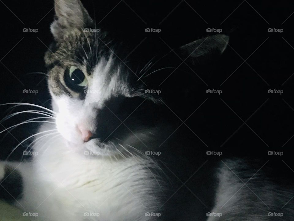 Cat at Night 1  - black and white 