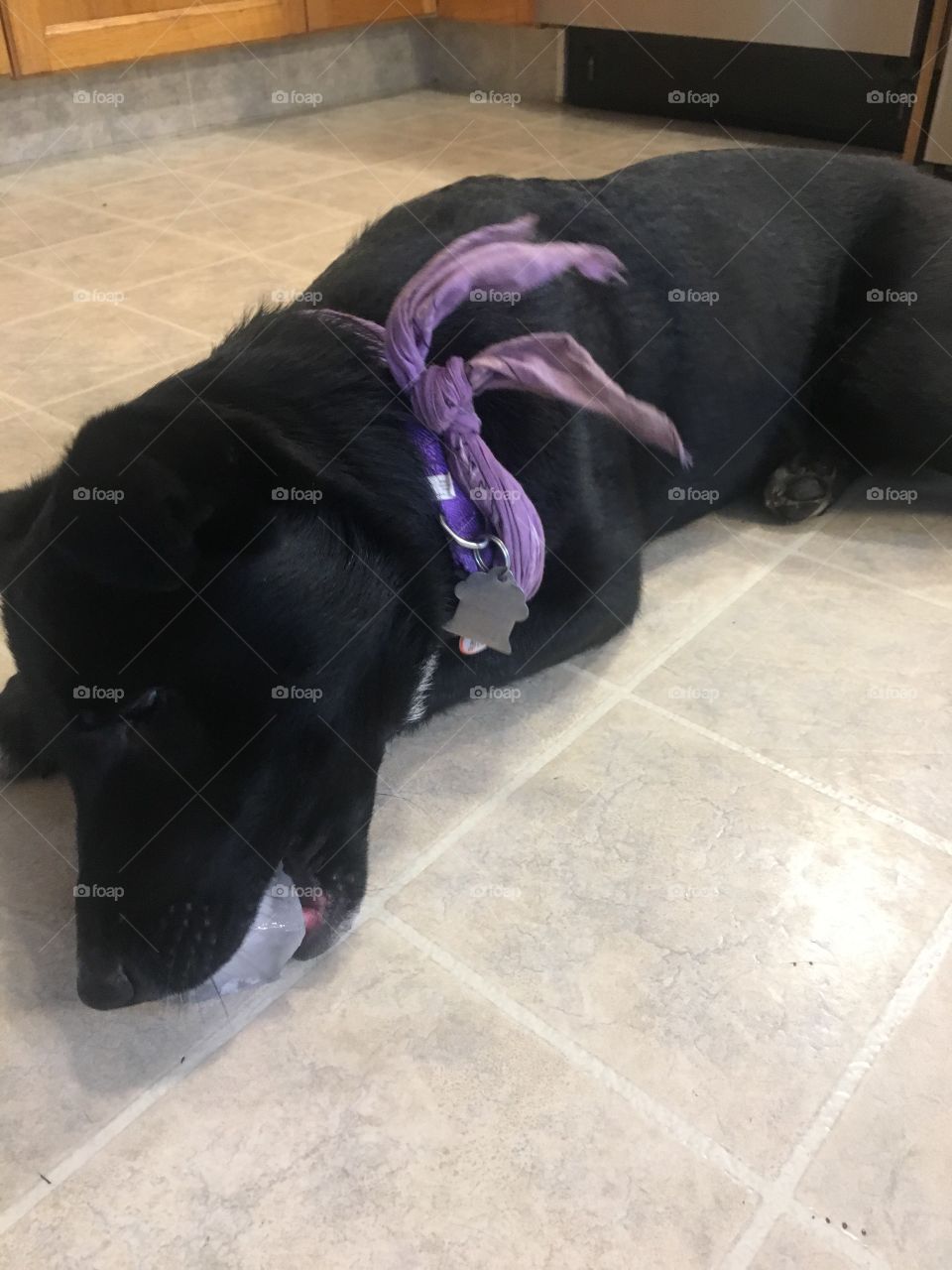 Dog eating an ice cube 