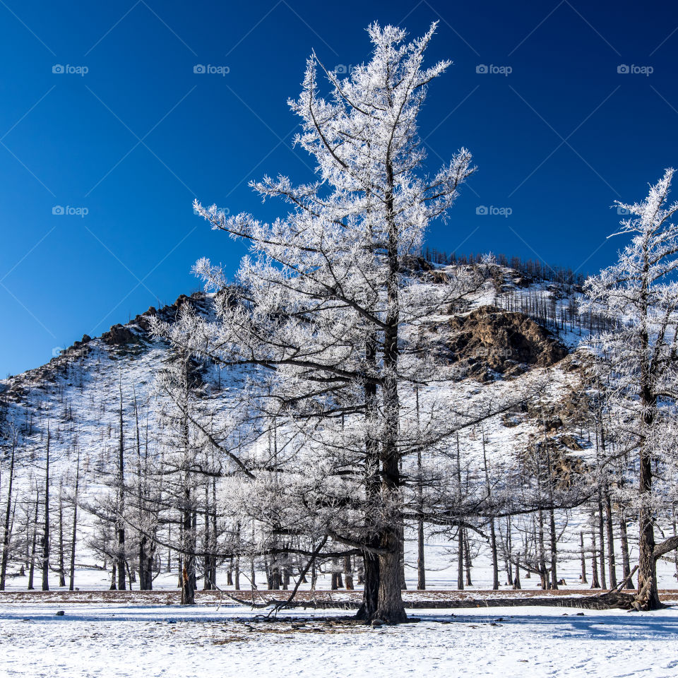 Frozen Trees