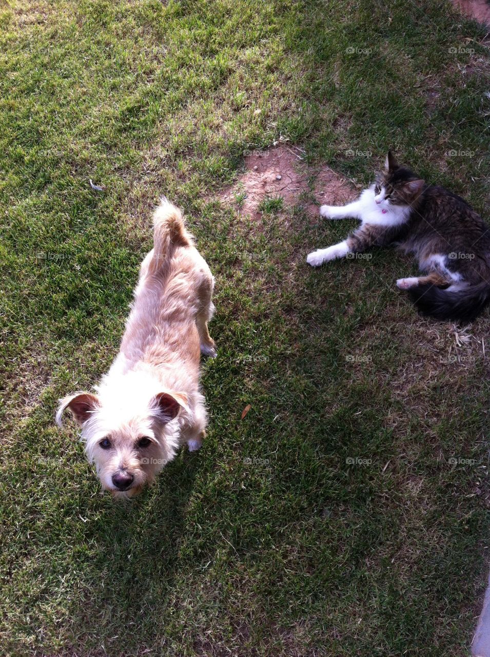 Cat and dog friends