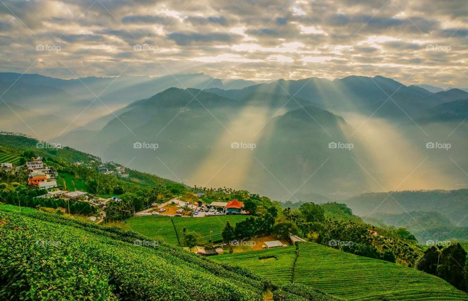 The scenery of the tea garden at sun set with sea of clouds