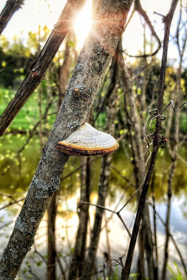 Fantastic Fungi