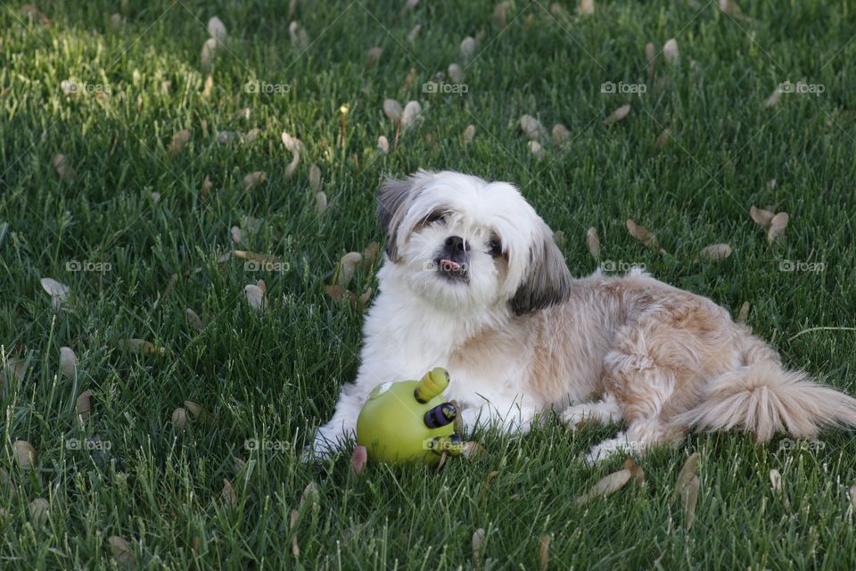 Shih tzu