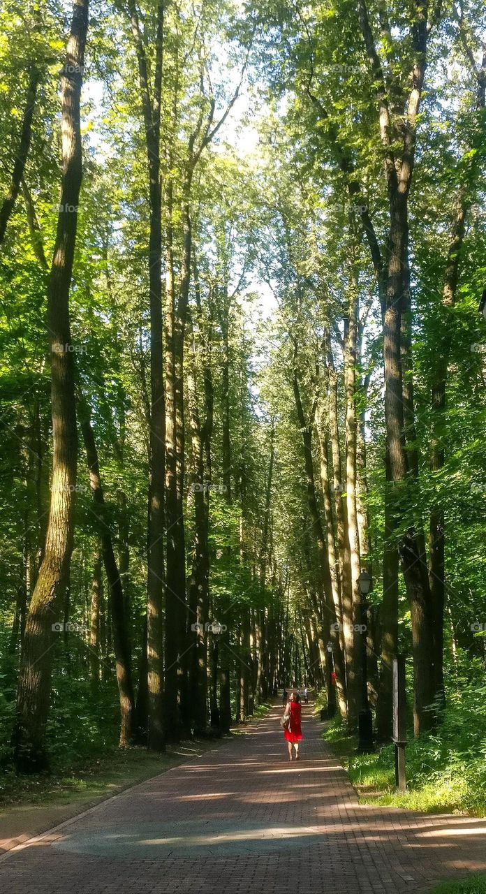 I like to walk in the park. Century-old trees in Tsaritsyno Park