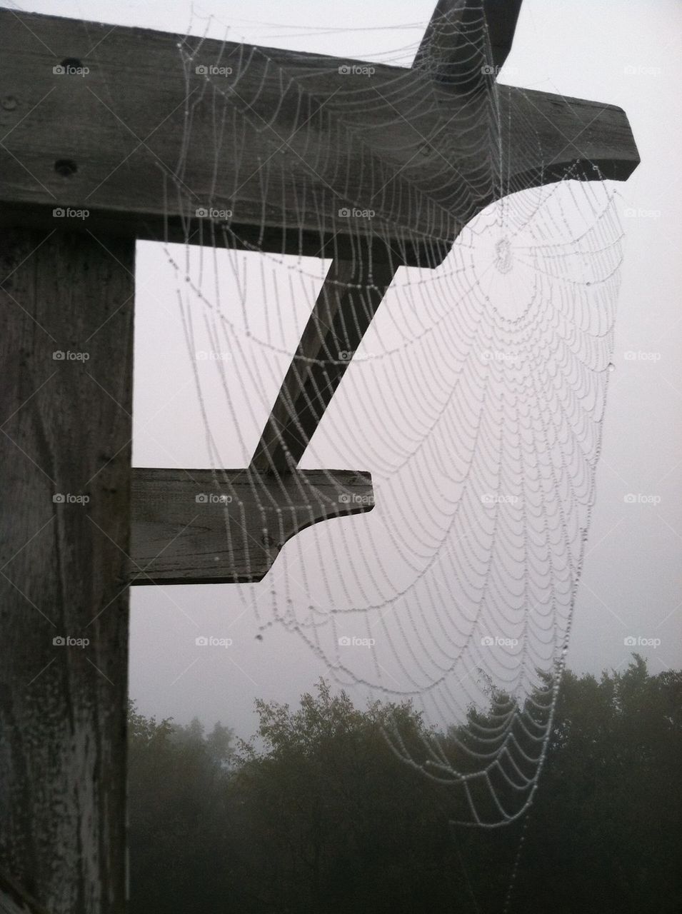 Dew covered spiderweb 
