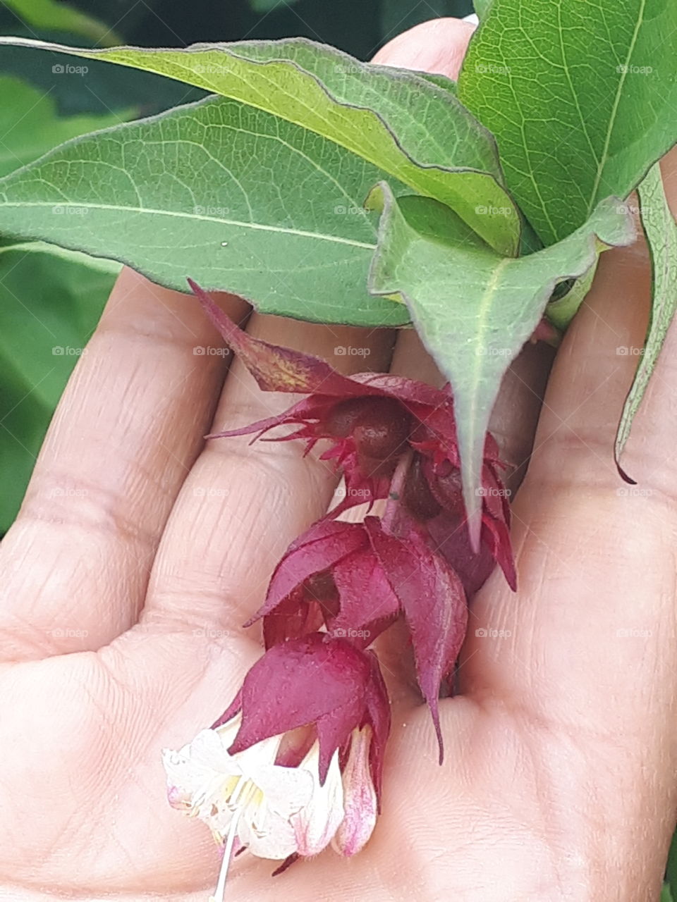 Leaf, Flower, Nature, Flora, No Person