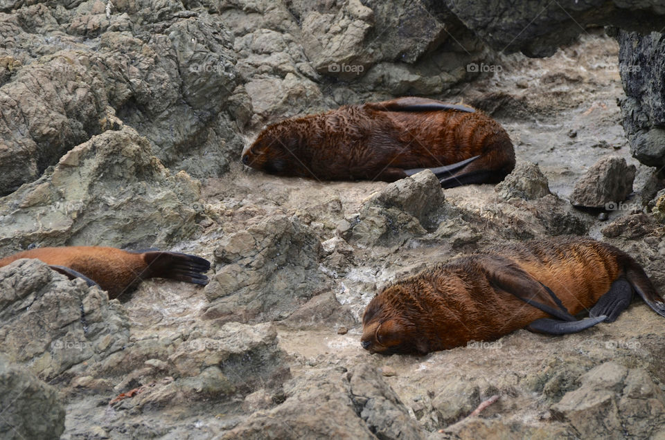 Seal cubs resting on rocks
