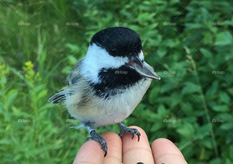 Chickadee 