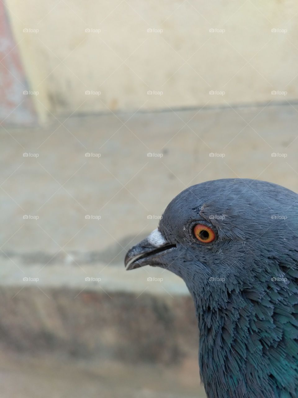 pigeon eye