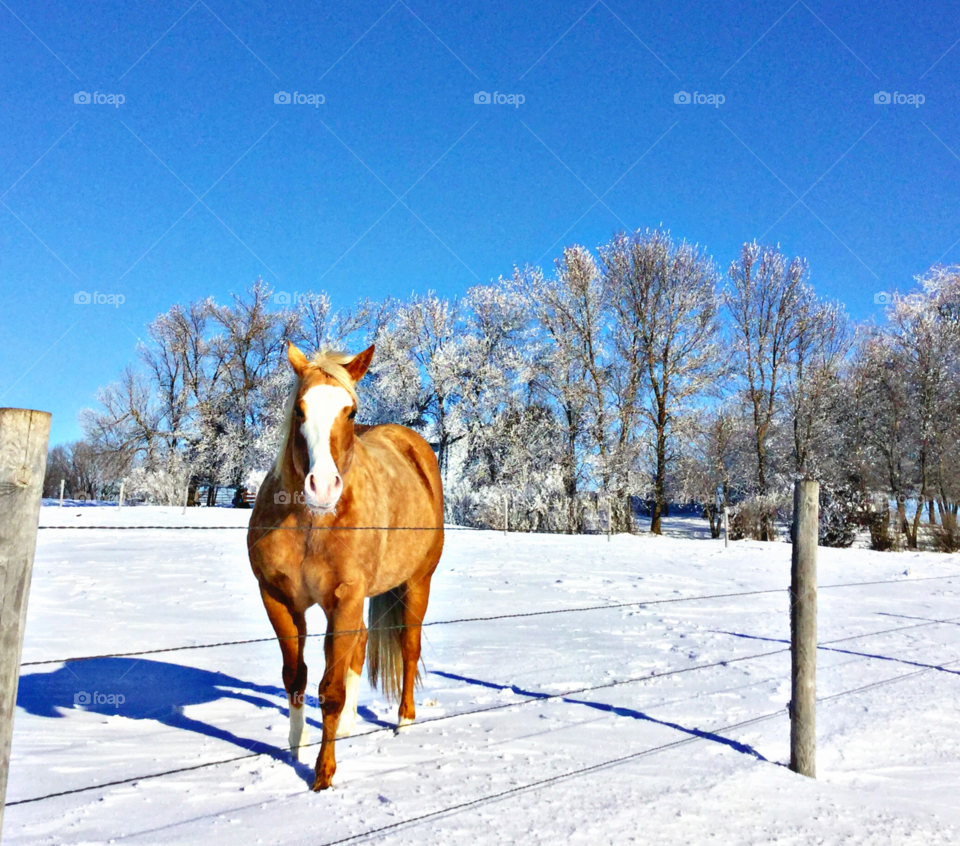 Horse in the snow 