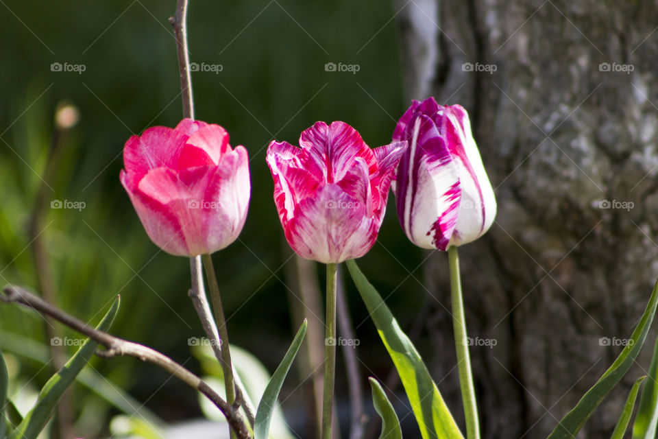 Close-up of tulips