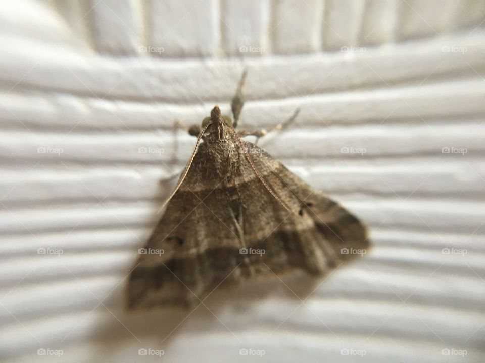 Moth indoors