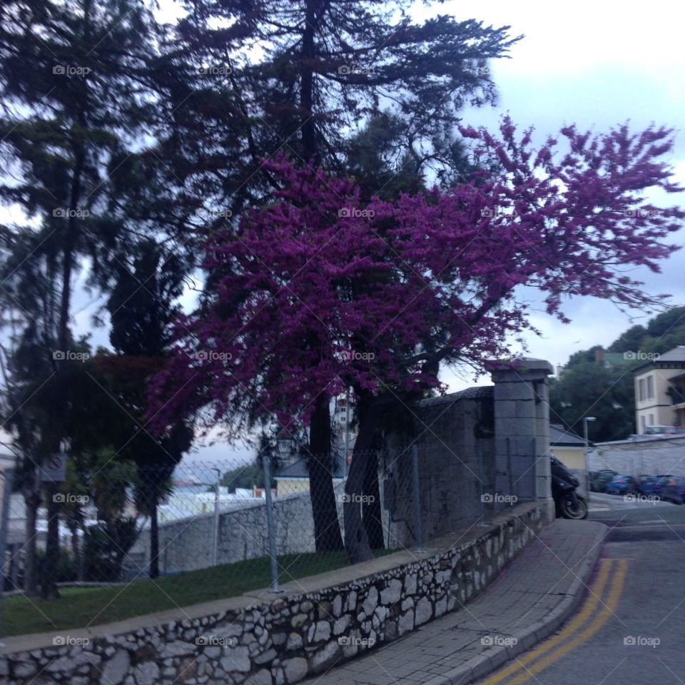 Purple Story  Tree 