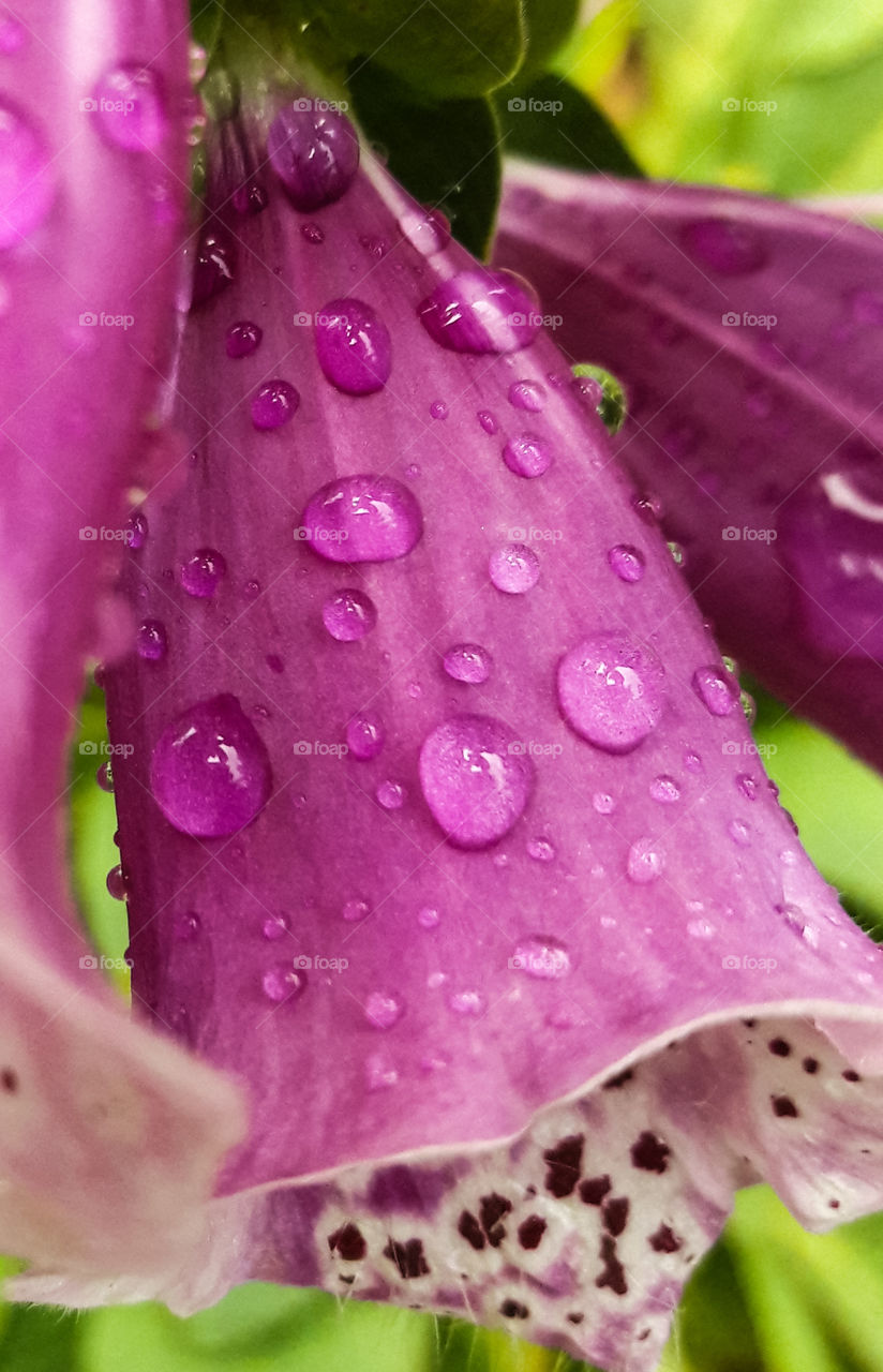 Rain drops bead up like jewels on the petal of a Foxglove flower, after a storm.