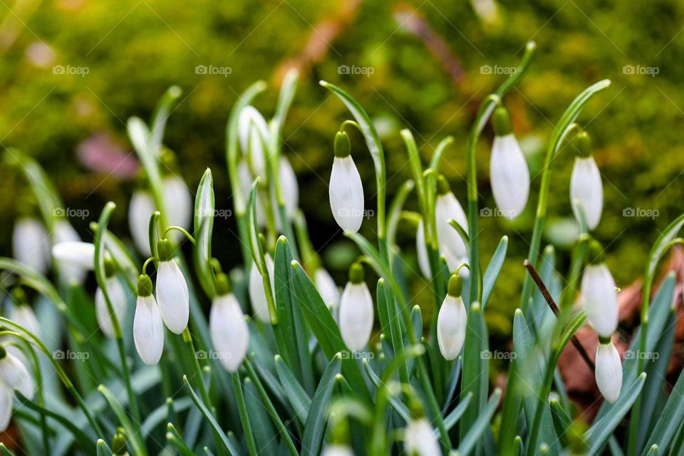 Snowdrops