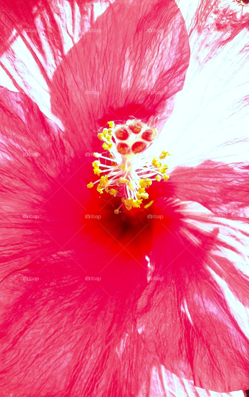 blooming hibiscus