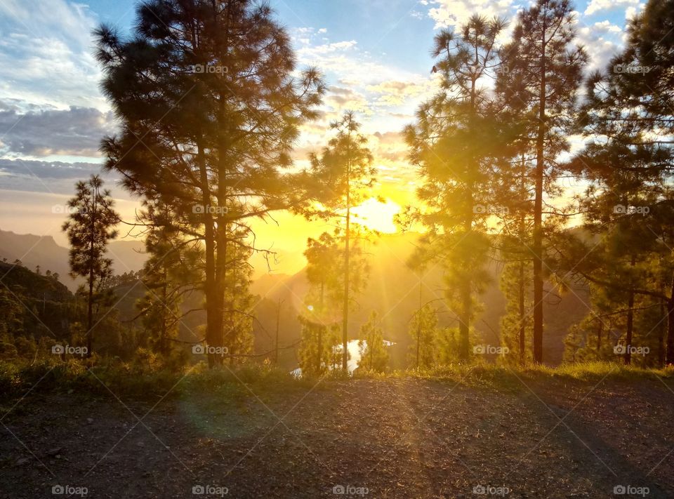 Tree, Landscape, Fall, Dawn, Wood