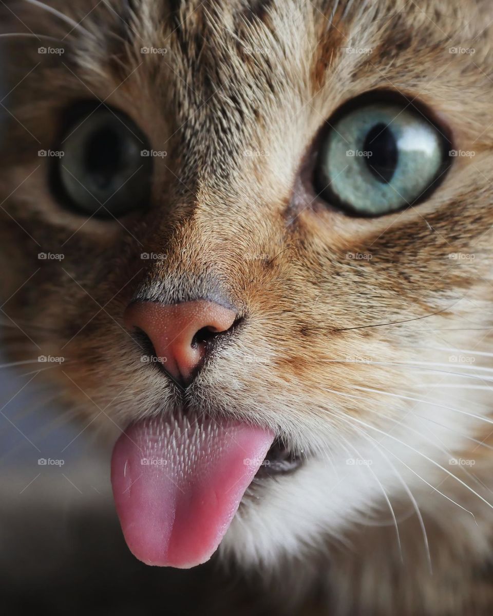 Cat sticking out tongue