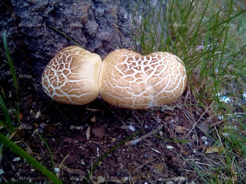 mushroom in summer time