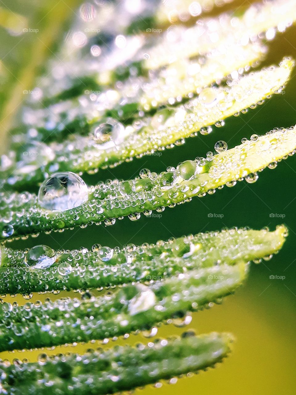 dew on fern leaf
