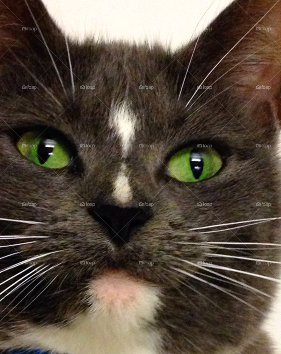 cat katt eyes ögon by elluca