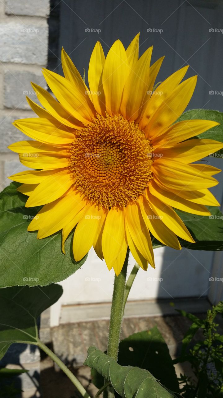 sun flower. The flower have 3 days.  Every day is most beautiful. 
