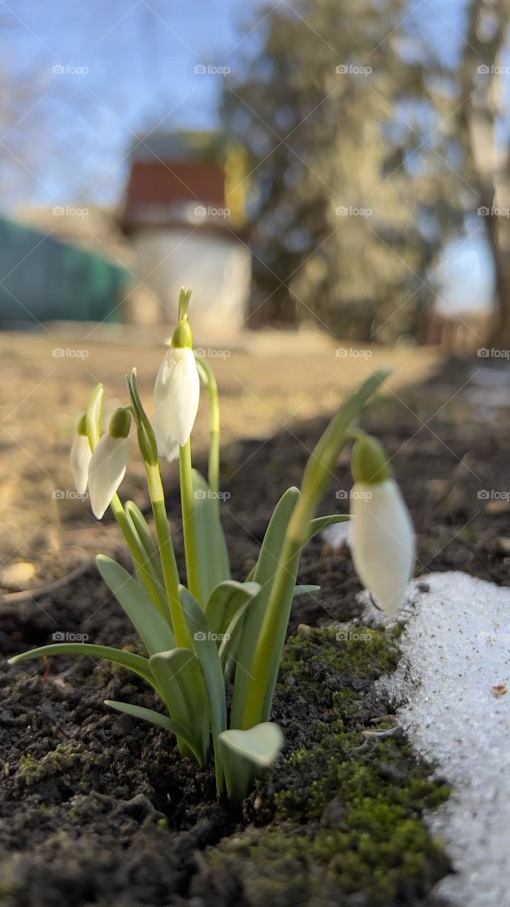 The first snowdrop, this photo reminds me of life, that despite the war in my native Ukraine, there should be a place in our hearts for beauty