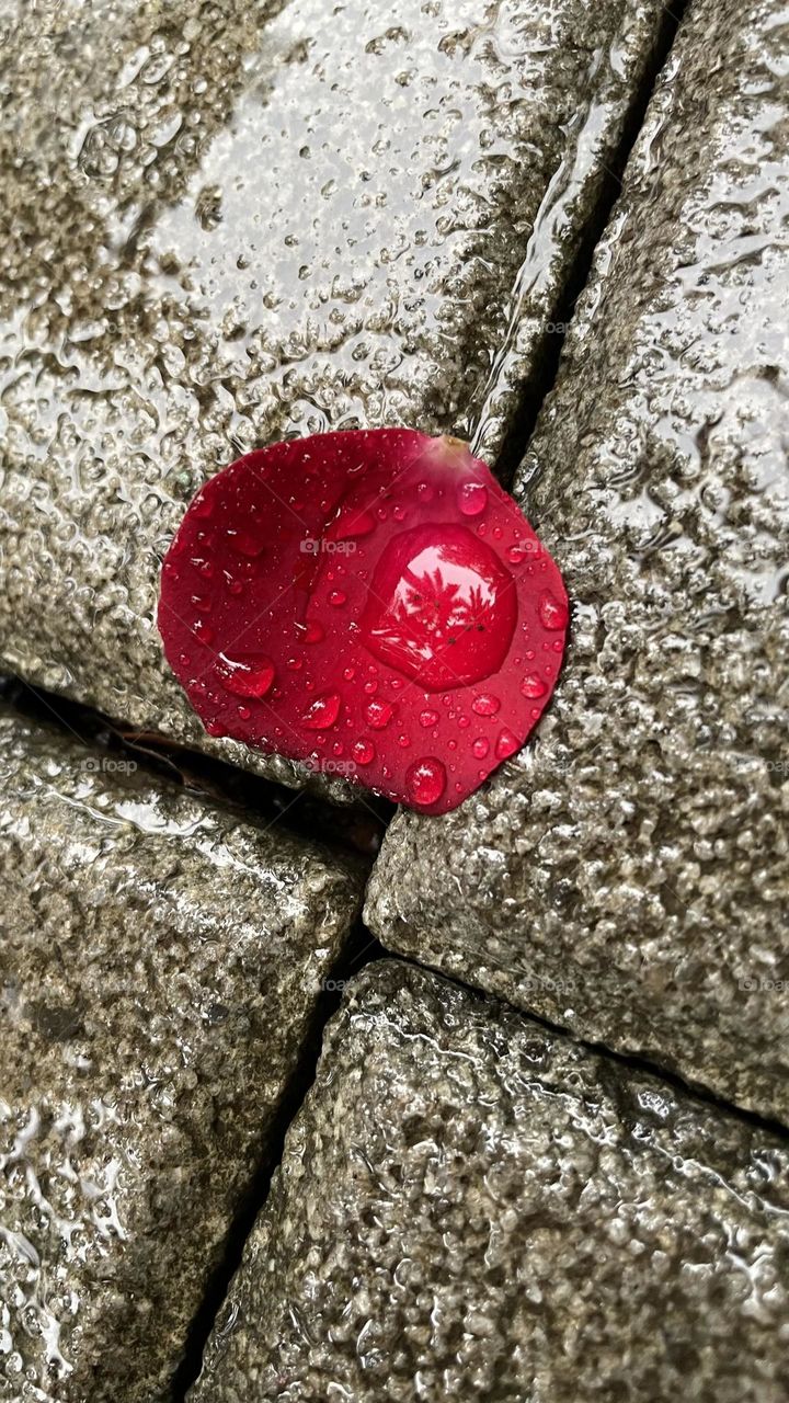 Water image of the coconut tree on the water drop on a rose petal alongside the road!!