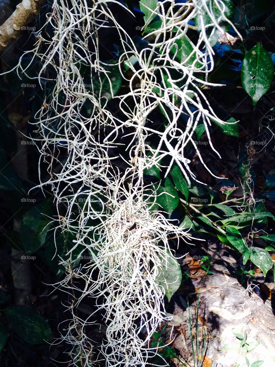 What a tangled web we weave. 
Spanish miss