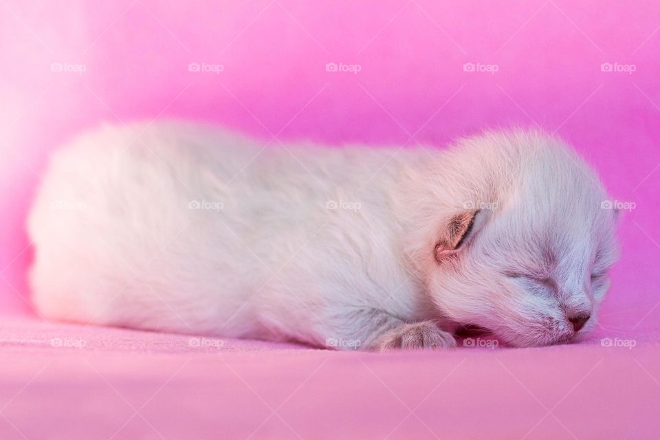 Cute baby cat on a pink background. White neva masquerade version of siberian breed