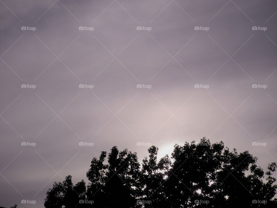 sunset through tree top
