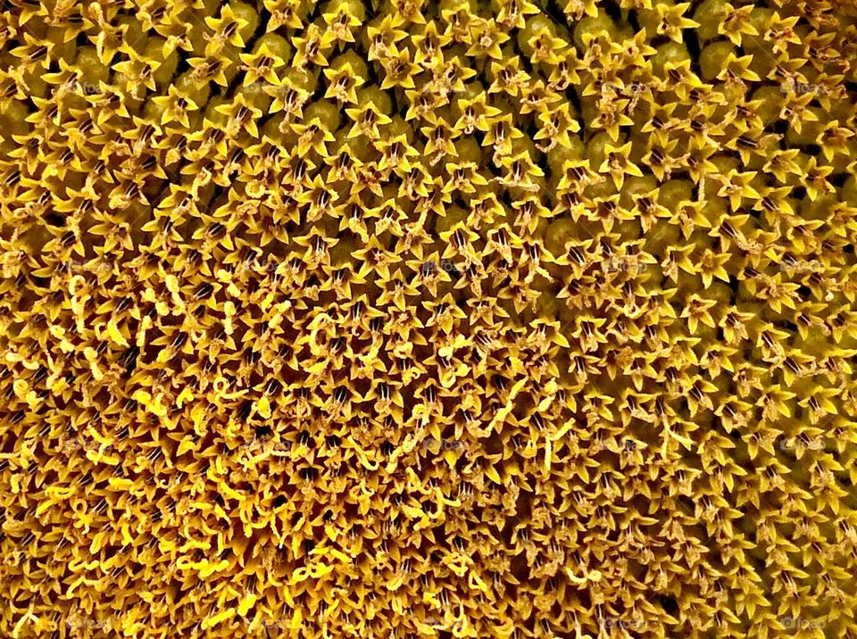 Closeup of sunflower head