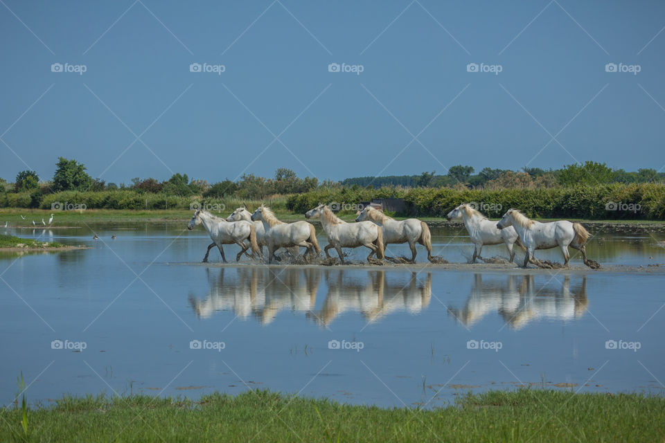 Camargue horses running through water