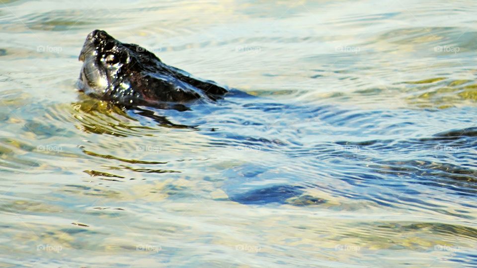 Snapping Turtle pops his head