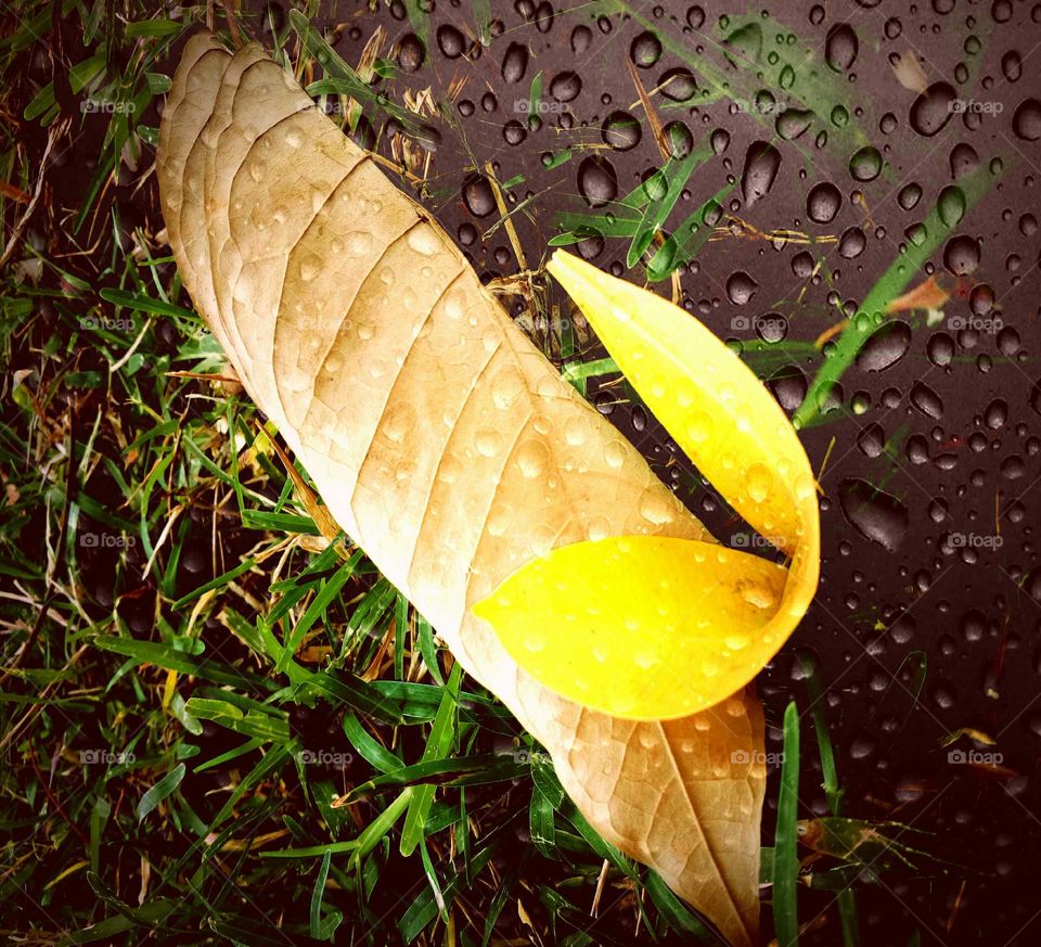 Leaf's, grass, Watter, colors, natural