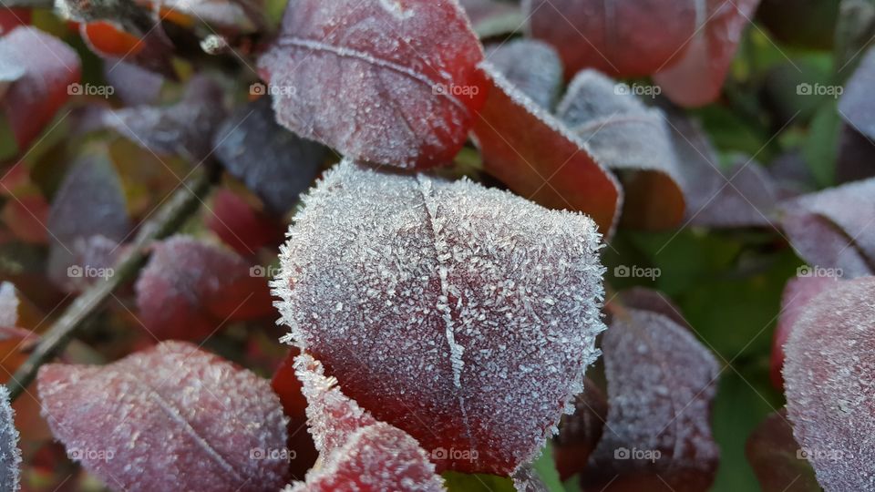 Ice crystals of frost cling to the red autumn leaves of this bush.