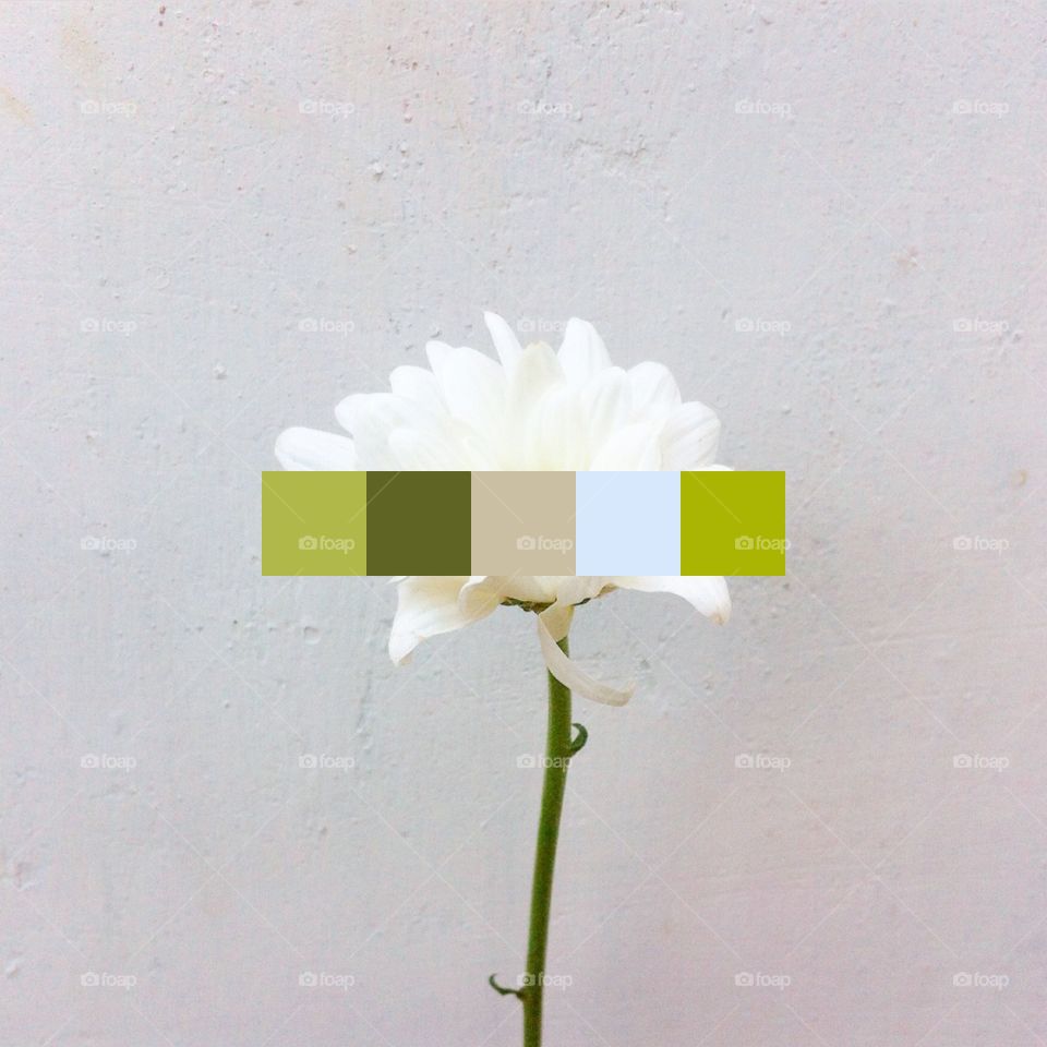 Color tone - white flower