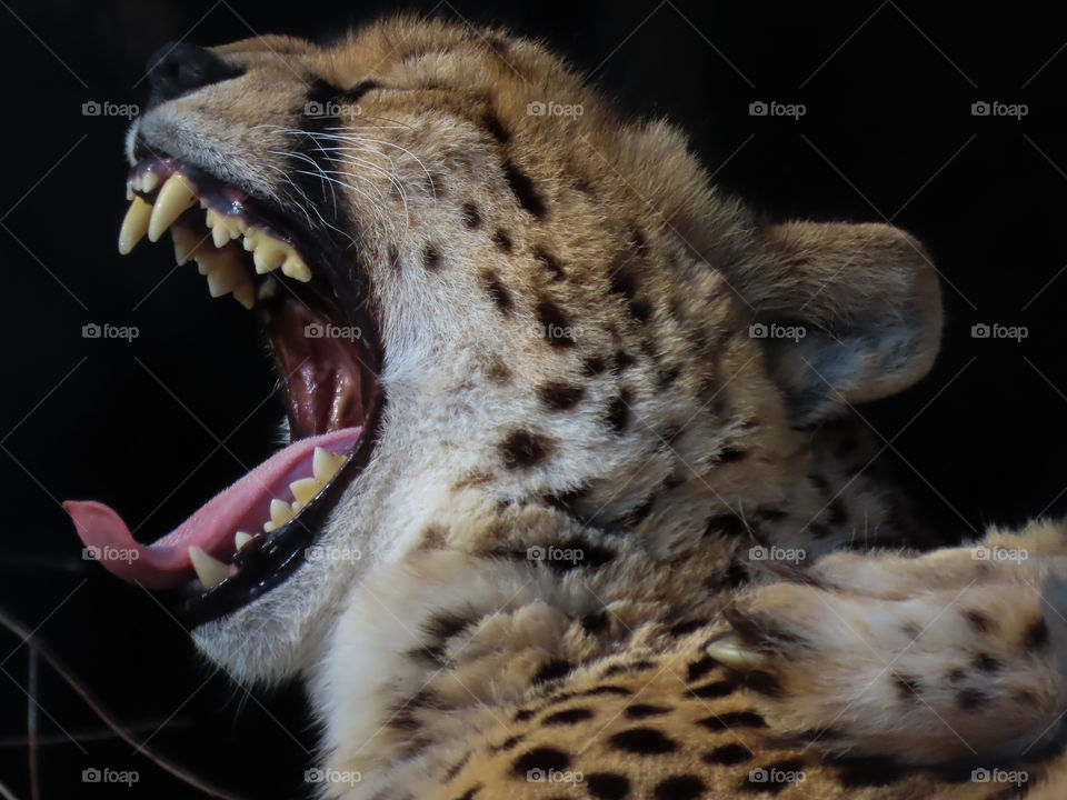 Cheetah yawning.