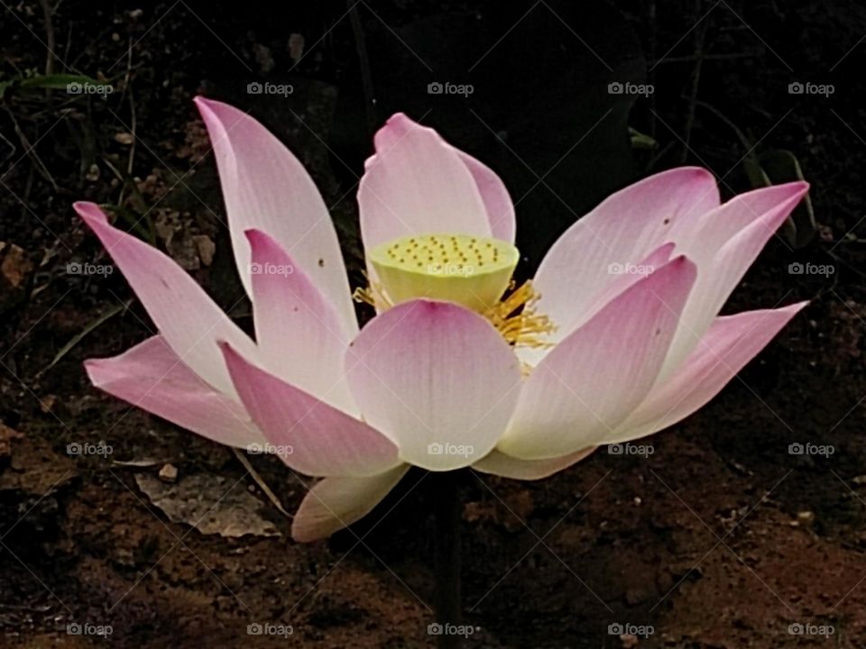 Lotus flower.