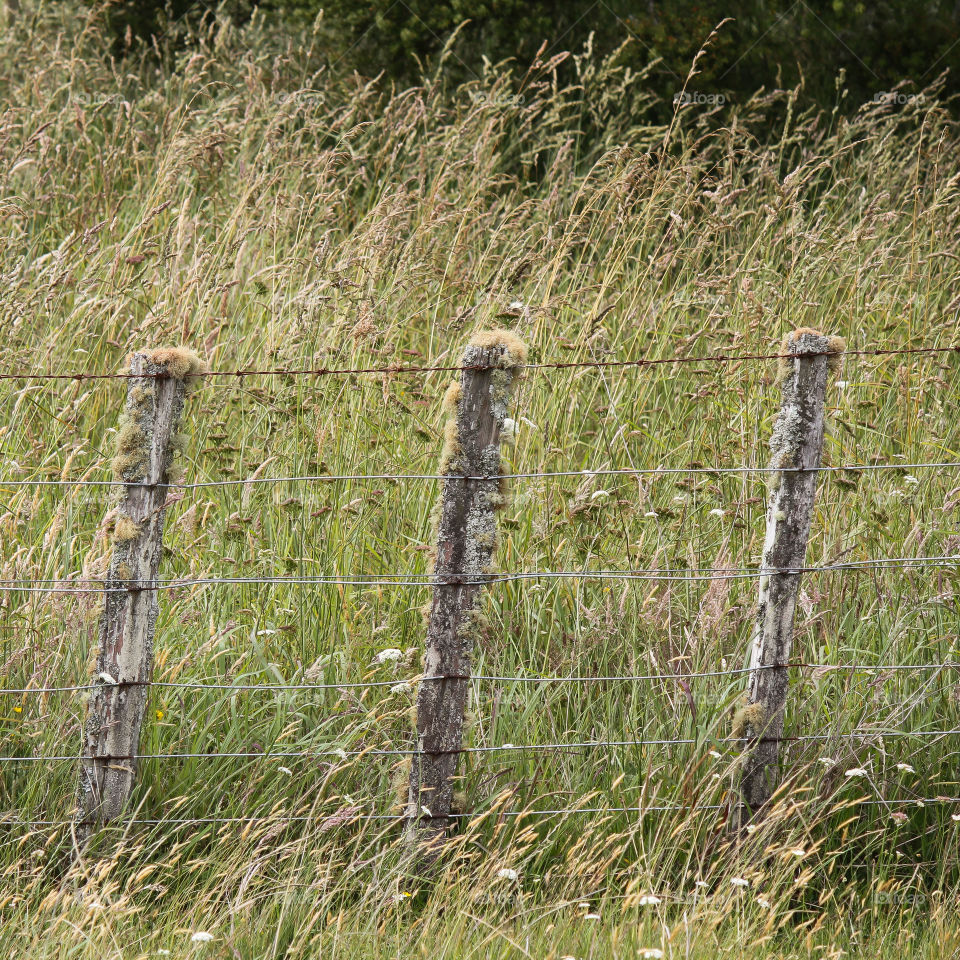 Rustic Mossy Farm Fence