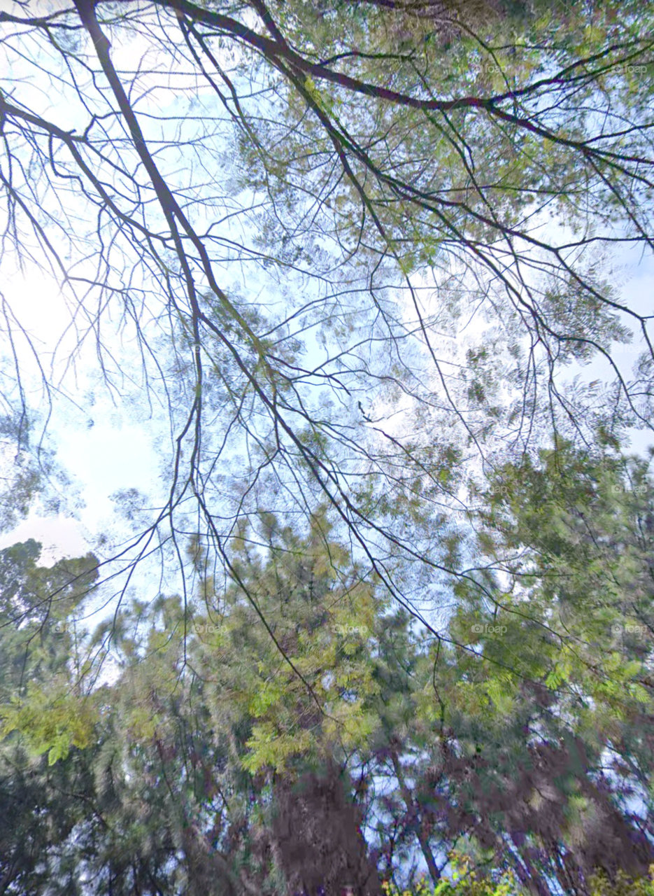 beautiful tree branches