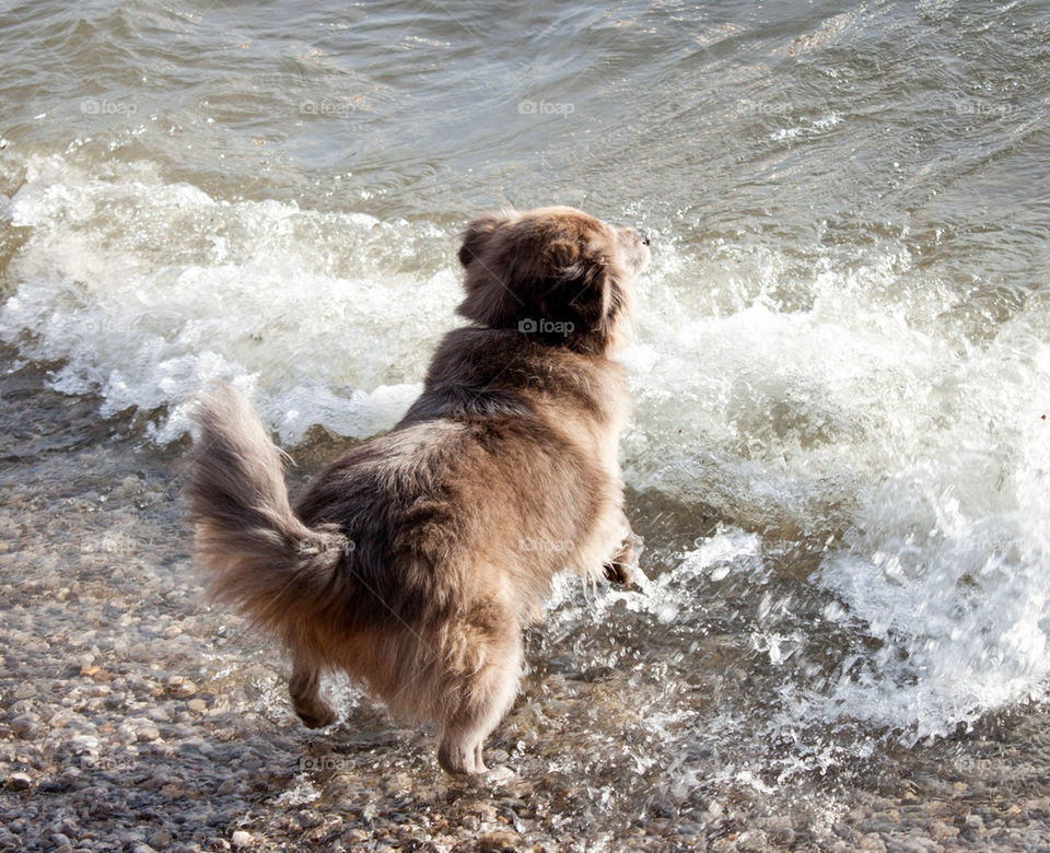 High angle view of dog in sea