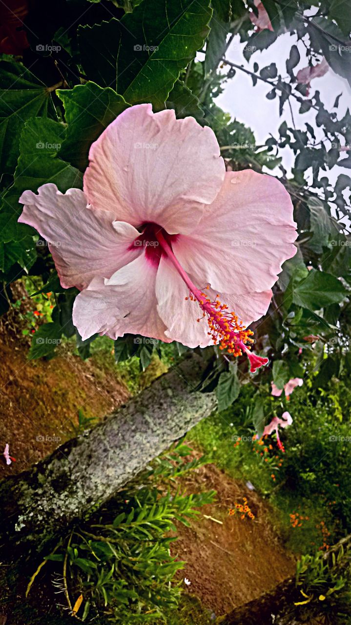 FLOR ROSA HIBISCUS