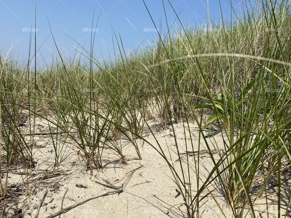 Sandy shore and grass 