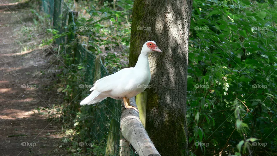 Gans