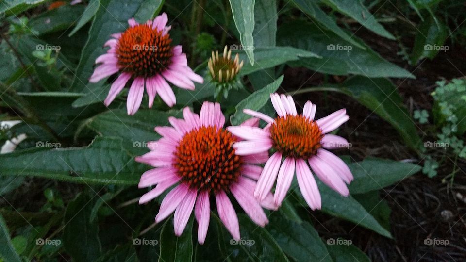 the Wild Daisy of Piedmond Park